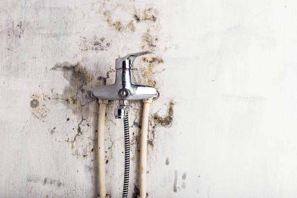 Best Mold Testing and Removal  in Porters Neck, NC