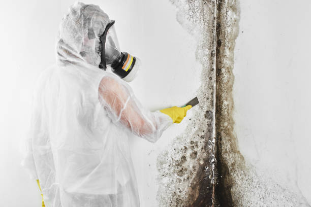 Trusted Porters Neck, NC Mold Removal Experts