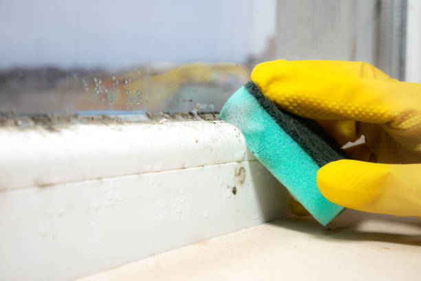 Mold Testing and Removal in Porters Neck, NC