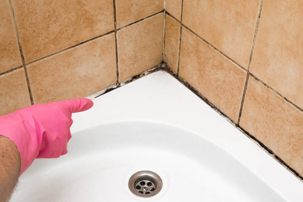 Best Residential Mold Removal  in Porters Neck, NC
